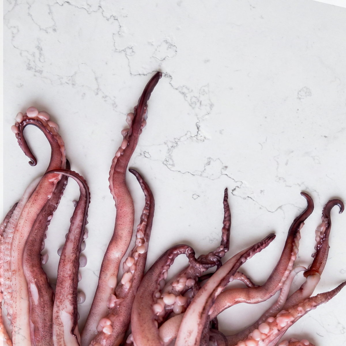 Squid